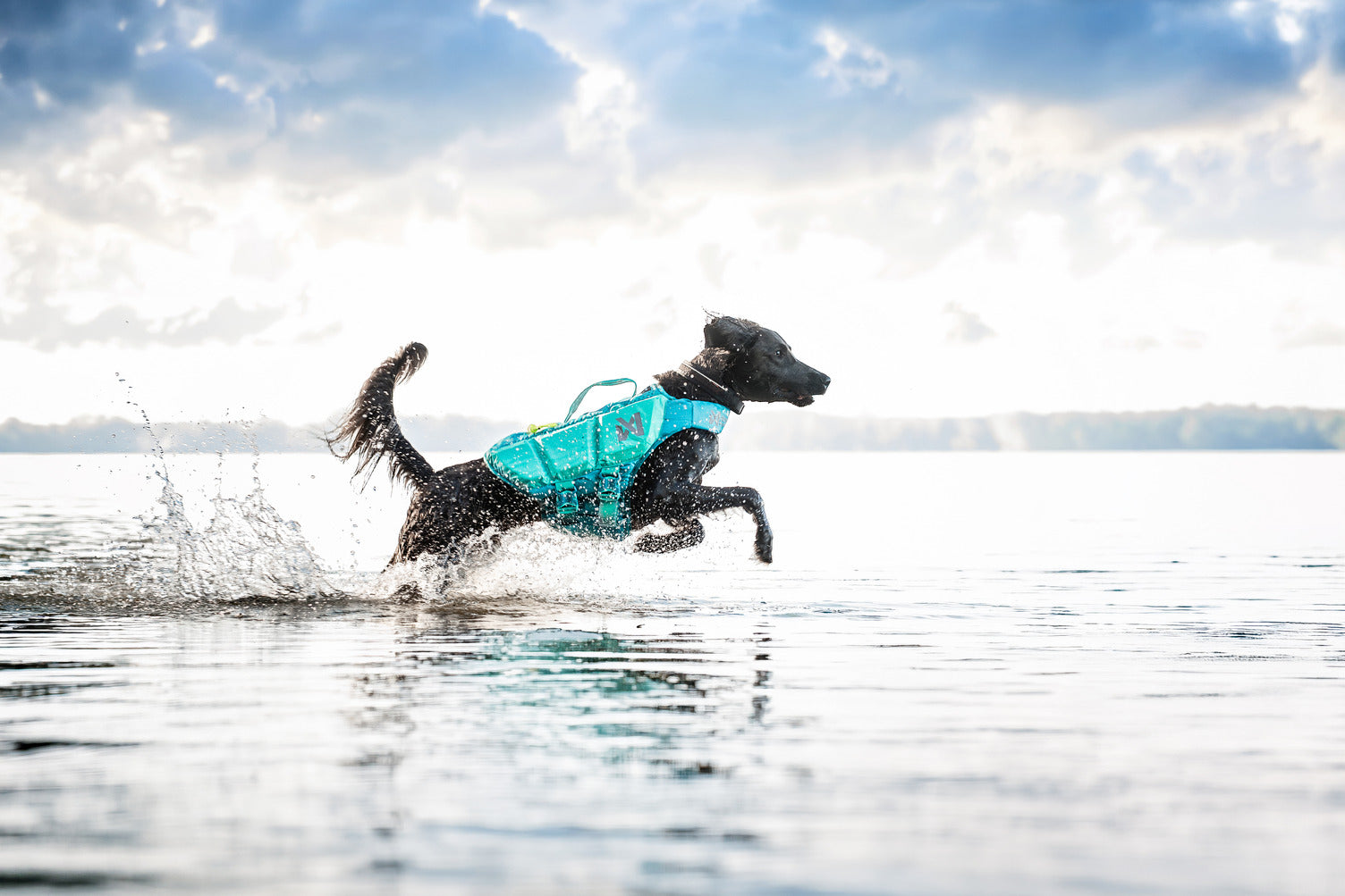 Non-stop Dogwear Europe - логотип інтернет-магазину